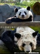 大熊猫乐乐去世的时候多大了,熊猫乐乐丫丫多大了