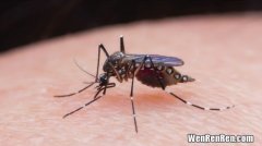 为什么蚊子会吸血,蚊子为什么要吸血
