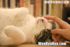 小猫为什么会得猫癣,猫为什么会得猫癣呢