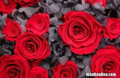 玫瑰有几种颜色?分别叫什么,玫瑰花有几种颜色分别是什么