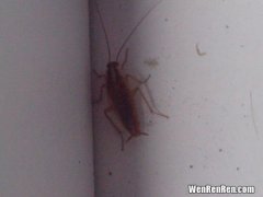 蝽虫怎么进到家里的,家里最近出现了很多这种虫子，这是什么虫子？什么东西会生出这些虫子？我应该怎么消灭它呢？