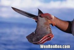 指鲨鱼鳍中细丝状的软骨 鱼翅是鲨鱼的什么部位,鱼翅是什么 是鲨鱼的哪个部位？