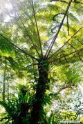 热带雨林有什么特点,热带雨林的特点是什么？