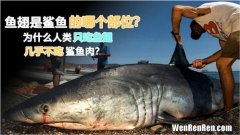 鲨鱼肉为什么不能吃,鲨鱼肉质怎么样？为何人类几乎不吃鲨鱼肉？