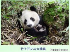 大熊猫的特点,大熊猫的特点和生活习性大熊猫的特点和生活习性是什么