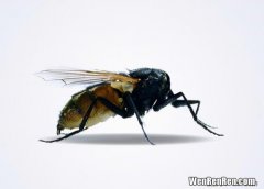 大苍蝇为什么不能打死,苍蝇身上有许多病毒,那为什么苍蝇不会死亡?