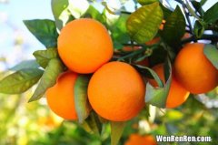 柑橘是橙子还是橘子,柑橘是橘子吗