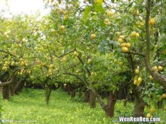 柠檬树上柠檬果什么梗,柠檬树下你和我上一句是啥？