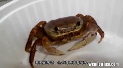 螃蟹吃什么东西,螃蟹最喜欢吃什么食物