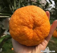 果冻橙和粑粑柑一样吗,果冻橙和耙耙柑哪个维生素c多
