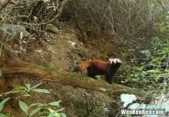 云猫是几级保护动物,云南宝山拍到珍稀野生动物云猫，云猫为何是稀有动物？