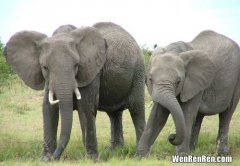 象牙对大象有什么用,大象长象牙是用来做什么的？