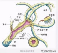 腔肠动物的生殖方式,比较腔肠动物和扁形动物的异同点