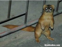 黄鼠狼咬人吗,黄鼠狼咬人能知道吗