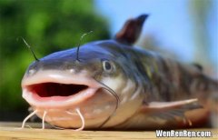 鲶鱼吃屎是真的吗,脏水养殖、吃粪便，鲶鱼是“垃圾鱼”的说法是真的吗？
