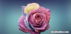 玫瑰的颜色,玫瑰花有哪些颜色，11种玫瑰花颜色代表的含义