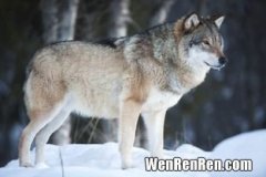 狼的别称有哪些,什么狼或在哪种条件下的狼叫苍狼