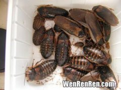 杜比亚蟑螂和普通蟑螂有什么区别,杜比亚蟑螂和普通蟑螂有什么区别