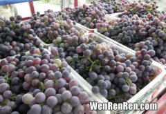 一整箱的葡萄怎么保鲜,家庭葡萄如何保存家庭葡萄怎么保存