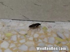 为什么会有飞蚁,家里出现飞蚂蚁的原因为什么家里出现飞蚂蚁