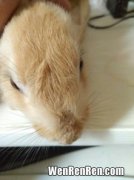 兔子的鼻子怎么形容,用鼻子闻怎么形容兔子
