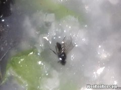 个头很大的黑苍蝇是什么蝇,家里发现的大黑飞虫，有人知道这是什么么？