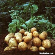 黑土豆是转基因吗,拇指萝卜，彩椒，黑土豆是转基因的吗