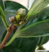 花螺买回来放一天会不会死,花螺放冰箱一天速冰死了还能吃吗