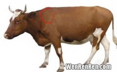 牛油是牛的哪个部位,牛黄金是牛的哪个部位