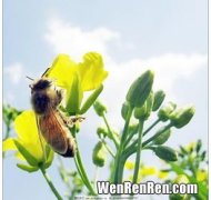 蜜蜂为什么要采蜜,为什么蜜蜂要采蜜？