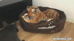 老虎为什么趴着睡觉,怎样分辨饱虎饿虎