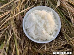 五常大米是籼米还是粳米,五常大米是籼米还是粳米