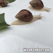 蜗牛养久了会认主人吗,蜗牛怎么养才会认主人 时间久了蜗牛会不会认主人