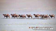 野骆驼种群在中国哪个地方,野骆驼种群在中国的哪个省