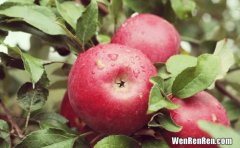 斯尼克苹果是什么品种,有哪些苹果的种类？