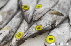 渤海湾带鱼的鉴别方法,野生带鱼的特点，鉴别方法