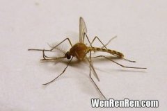 蚊子血弄在床单上怎么洗掉,要怎么样才能洗掉床单上的蚊子血