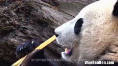 大熊猫最爱吃的竹子,大熊猫最爱吃的竹子