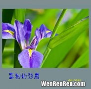 蓝色鸢尾花的花语,蓝色鸢尾的花语是什么？