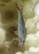 石首鱼是什么鱼,这种尾巴上有黑点的鱼叫什么？