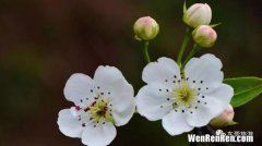 梨花的花语是什么象征,梨花的花语和寓意