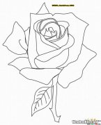 玫瑰怎么画,玫瑰花的画法20步