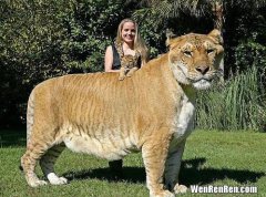 狮虎兽可以繁衍后代吗,全球唯一虎狮虎兽已确定性别，是女孩，它能繁育后代吗？