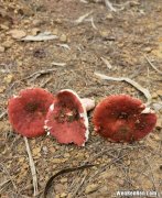 红色蘑菇可以吃吗,红色蘑菇能吃吗?