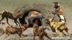 野狗和鬣狗有什么区别,野狗和鬣狗区别到底多大