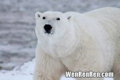 北极熊为什么不会吃企鹅宝宝,为什么北极熊不吃企鹅？