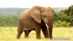 大象的寿命有多长,大象的寿命