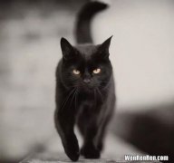 黑猫的寓意,黑猫代表什么 黑猫代表什么象征意义