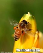 蜜蜂采蜜干嘛用的,蜜蜂为什么要采蜜？