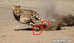 猎豹的速度有多快,猎豹最高奔跑速度有多快?